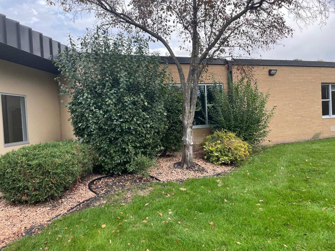 Before — Bush Trimming Shakopee